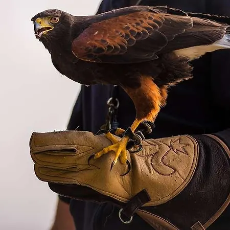 The Originals Access, Gare 2*