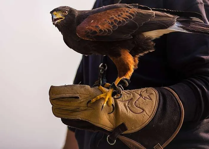 The Originals Access, Gare 2*