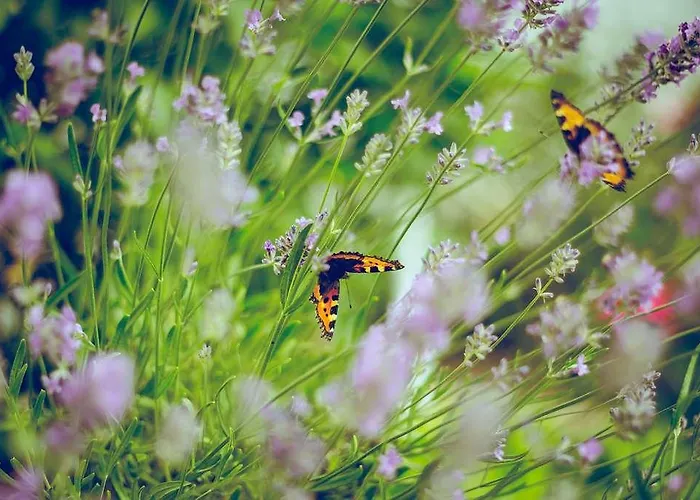 The Originals Access, Gare 2*